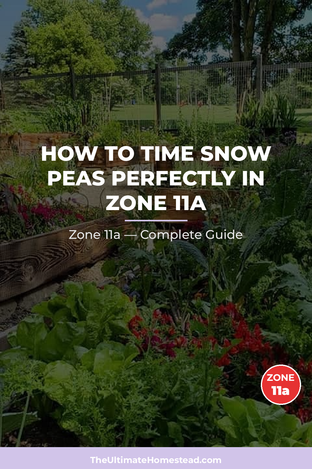 When to Plant Snow Peas in Zone 11a