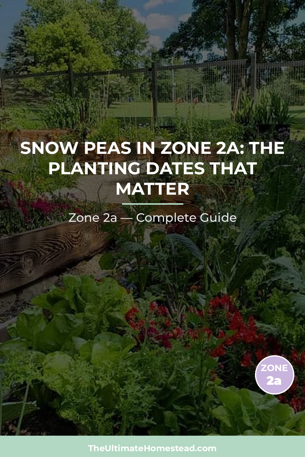 When to Plant Snow Peas in Zone 2a