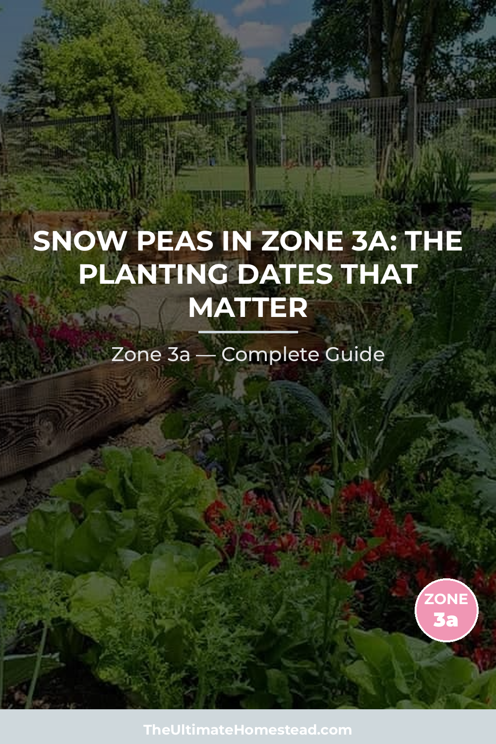 When to Plant Snow Peas in Zone 3a