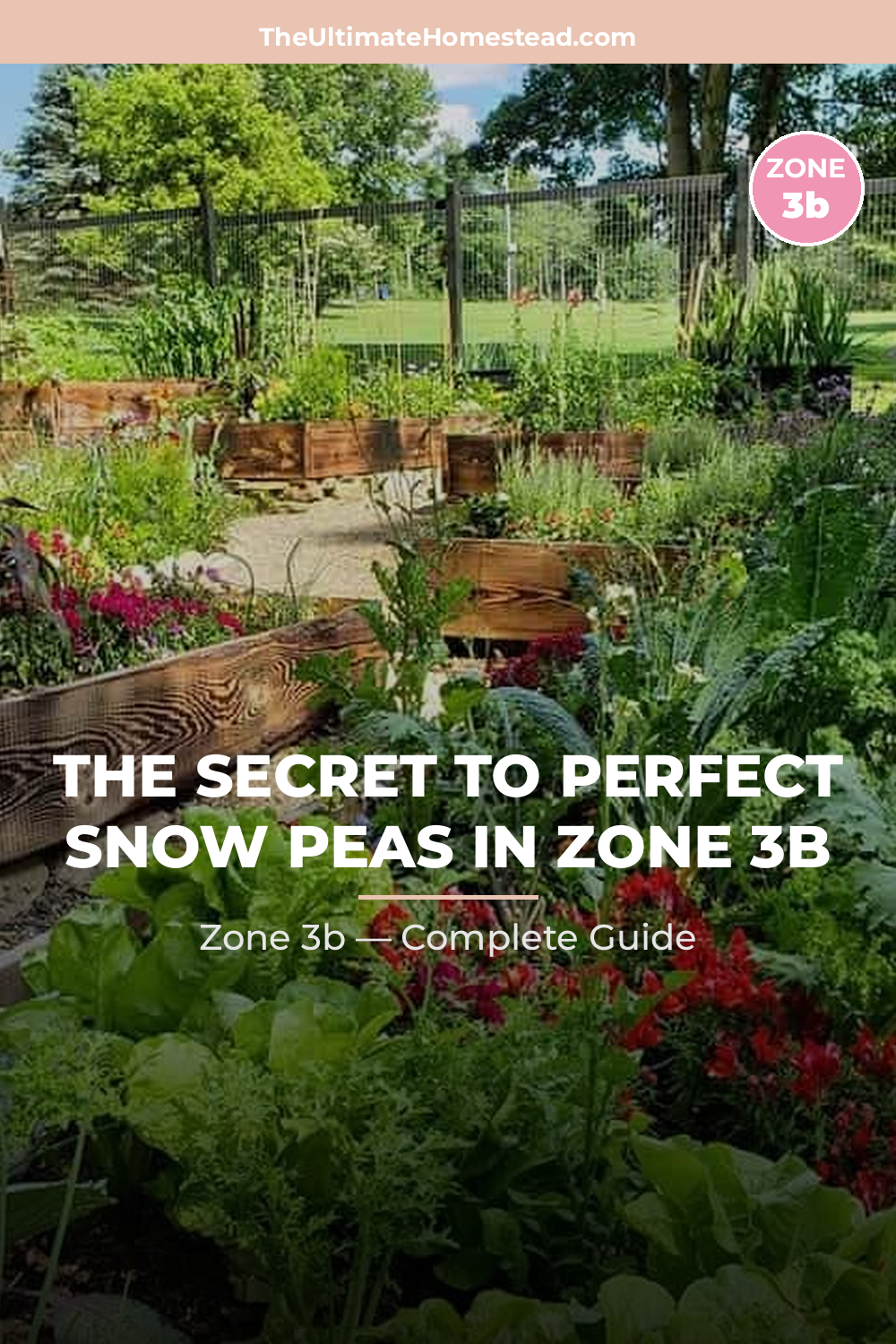 When to Plant Snow Peas in Zone 3b