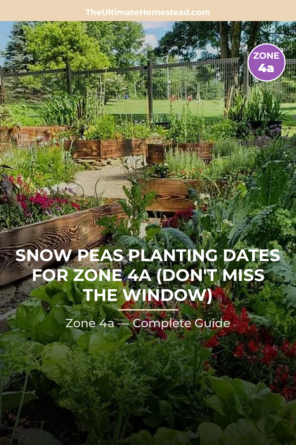 When to Plant Snow Peas in Zone 4a