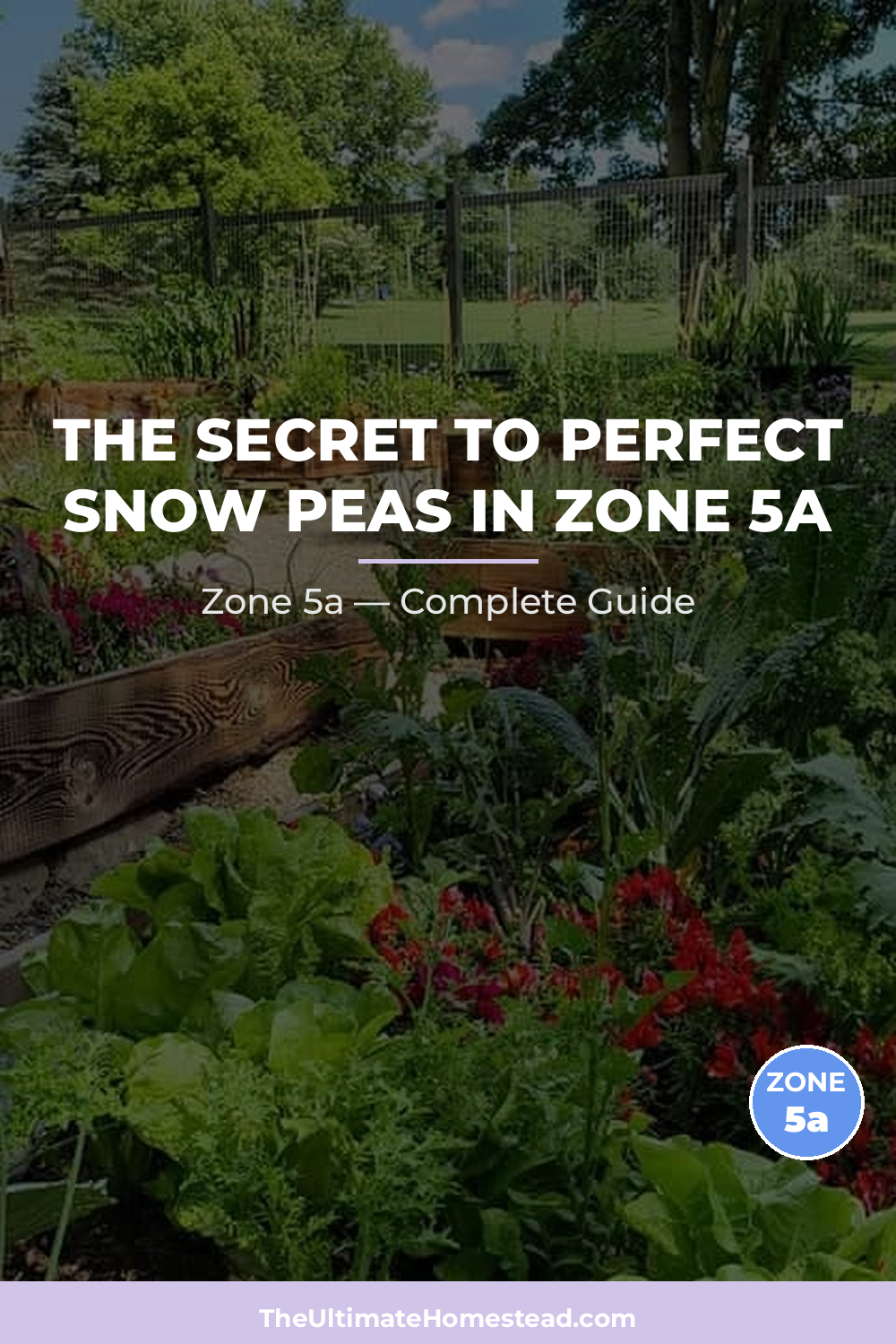 When to Plant Snow Peas in Zone 5a
