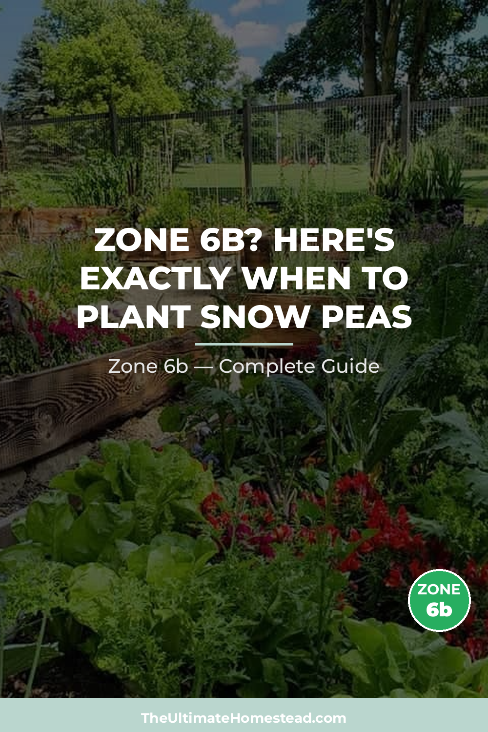 When to Plant Snow Peas in Zone 6b