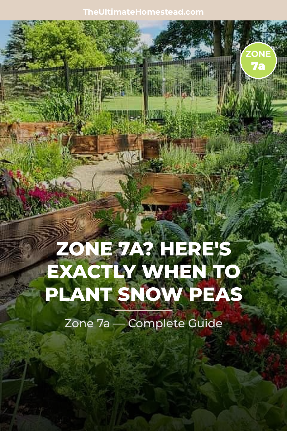 When to Plant Snow Peas in Zone 7a
