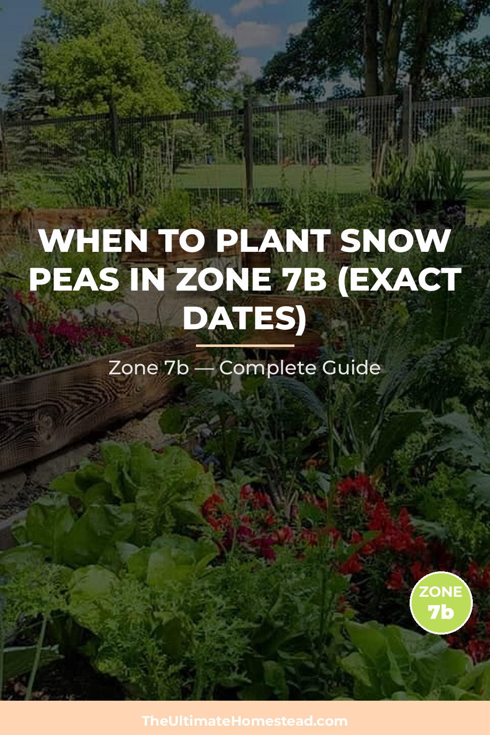 When to Plant Snow Peas in Zone 7b