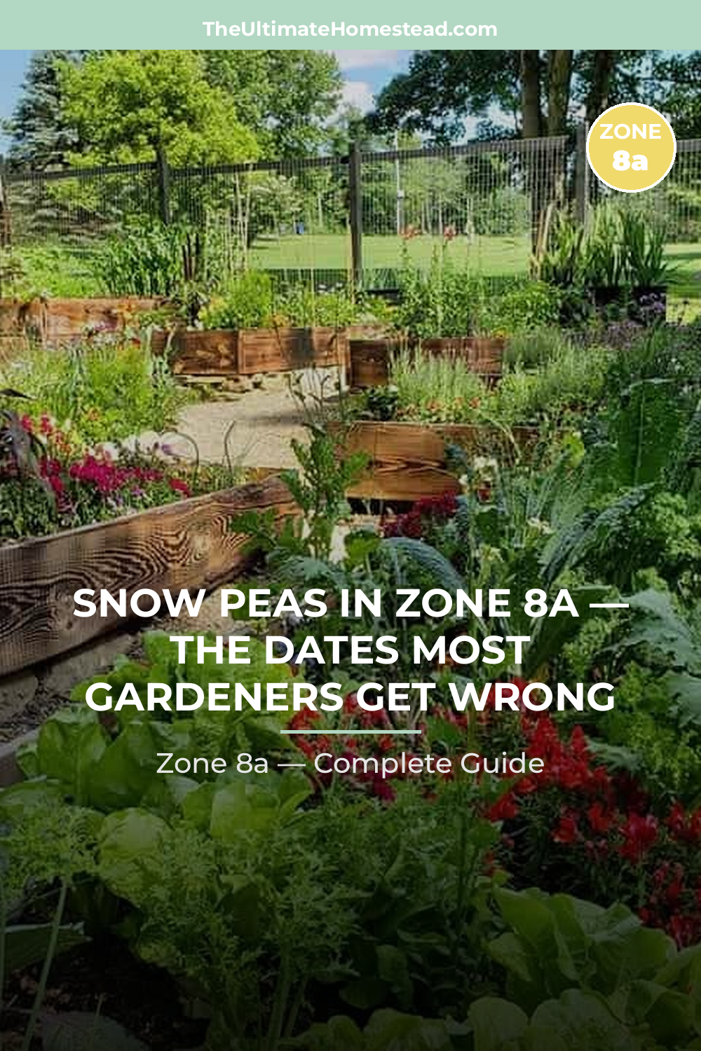 When to Plant Snow Peas in Zone 8a