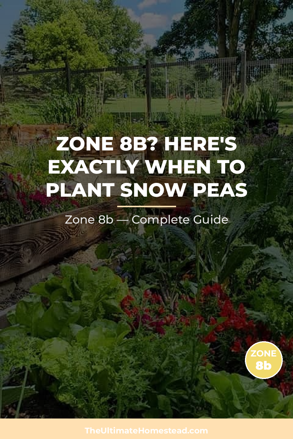 When to Plant Snow Peas in Zone 8b