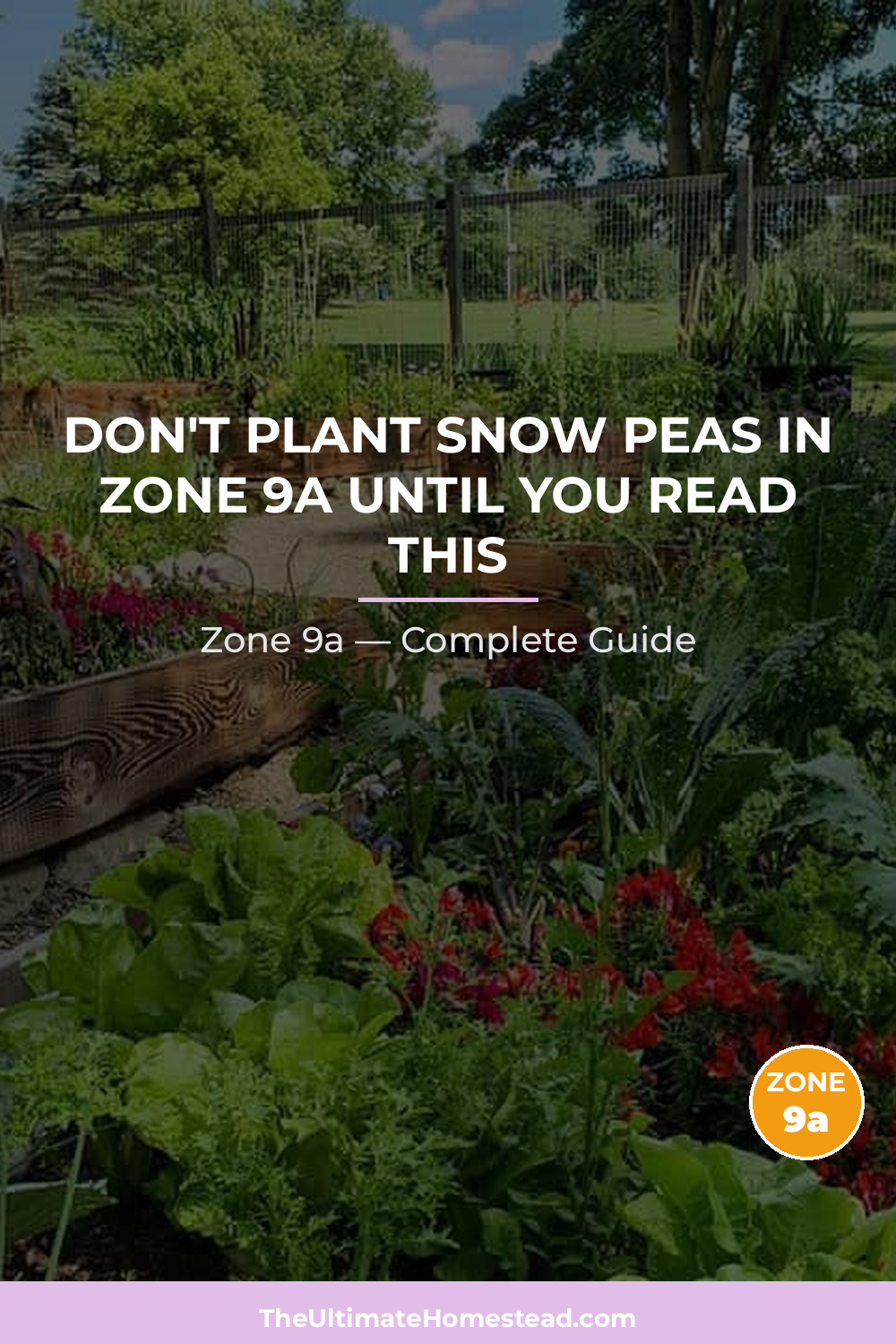 When to Plant Snow Peas in Zone 9a