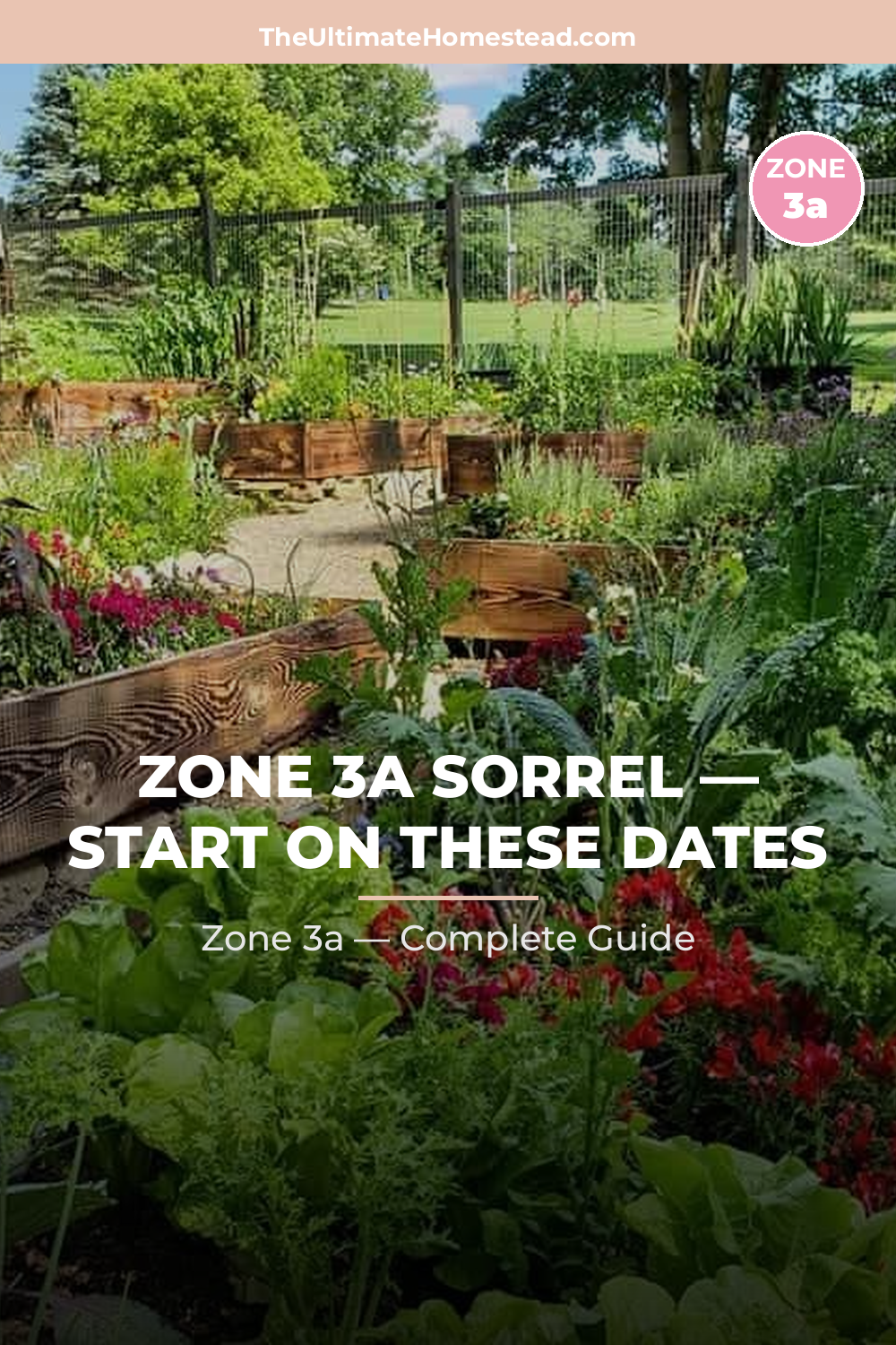 When to Plant Sorrel in Zone 3a