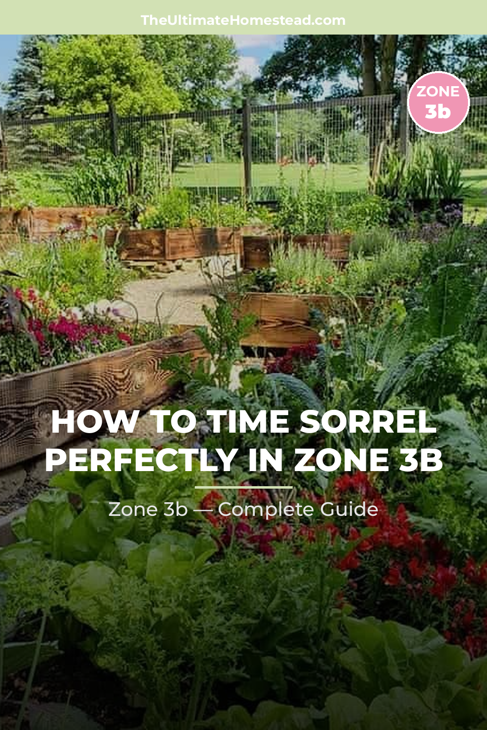 When to Plant Sorrel in Zone 3b