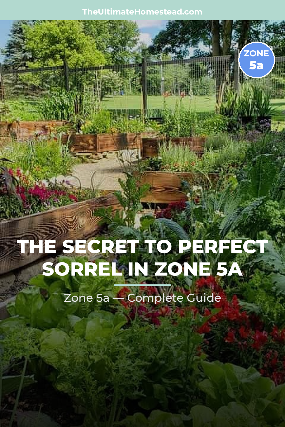 When to Plant Sorrel in Zone 5a