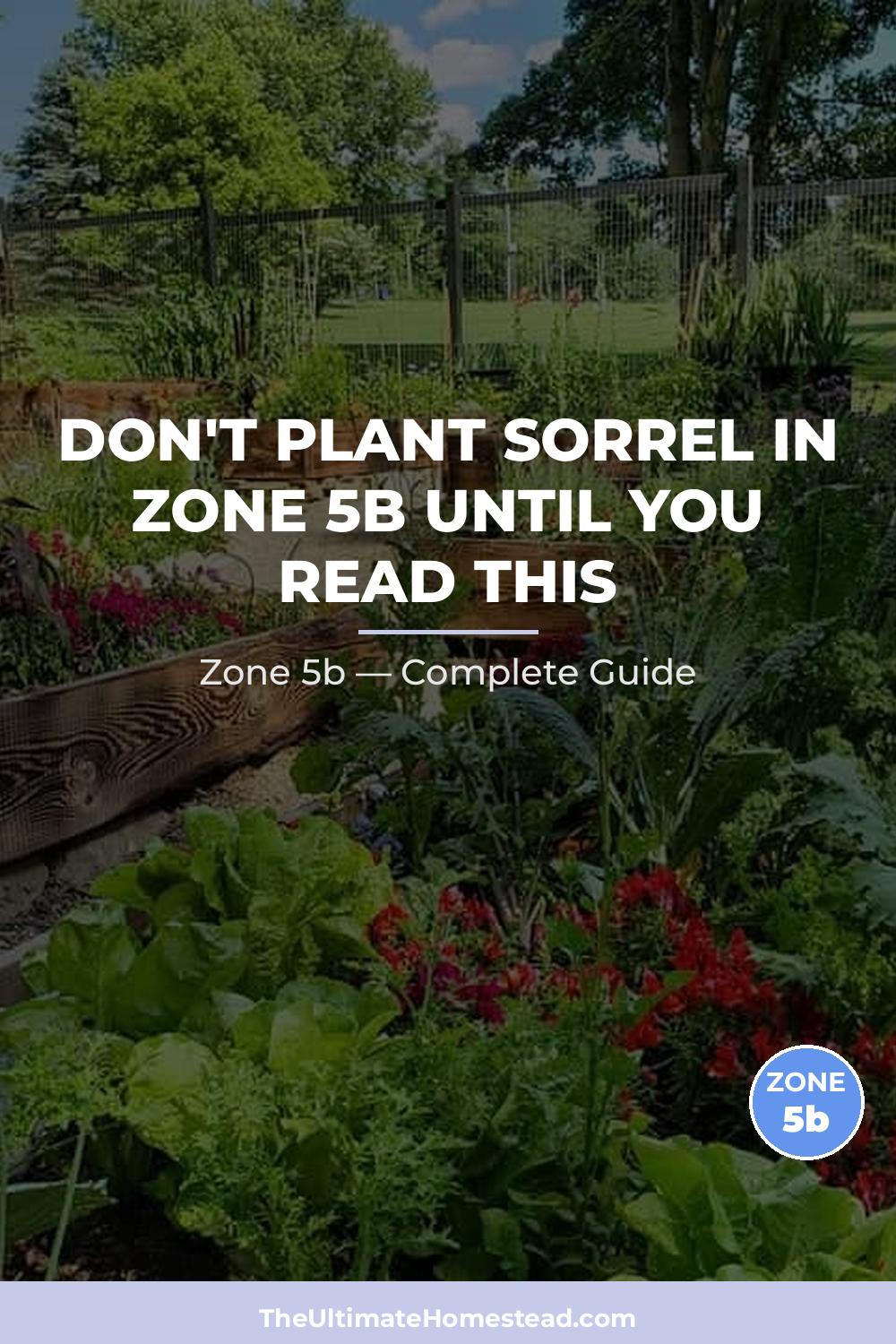 When to Plant Sorrel in Zone 5b