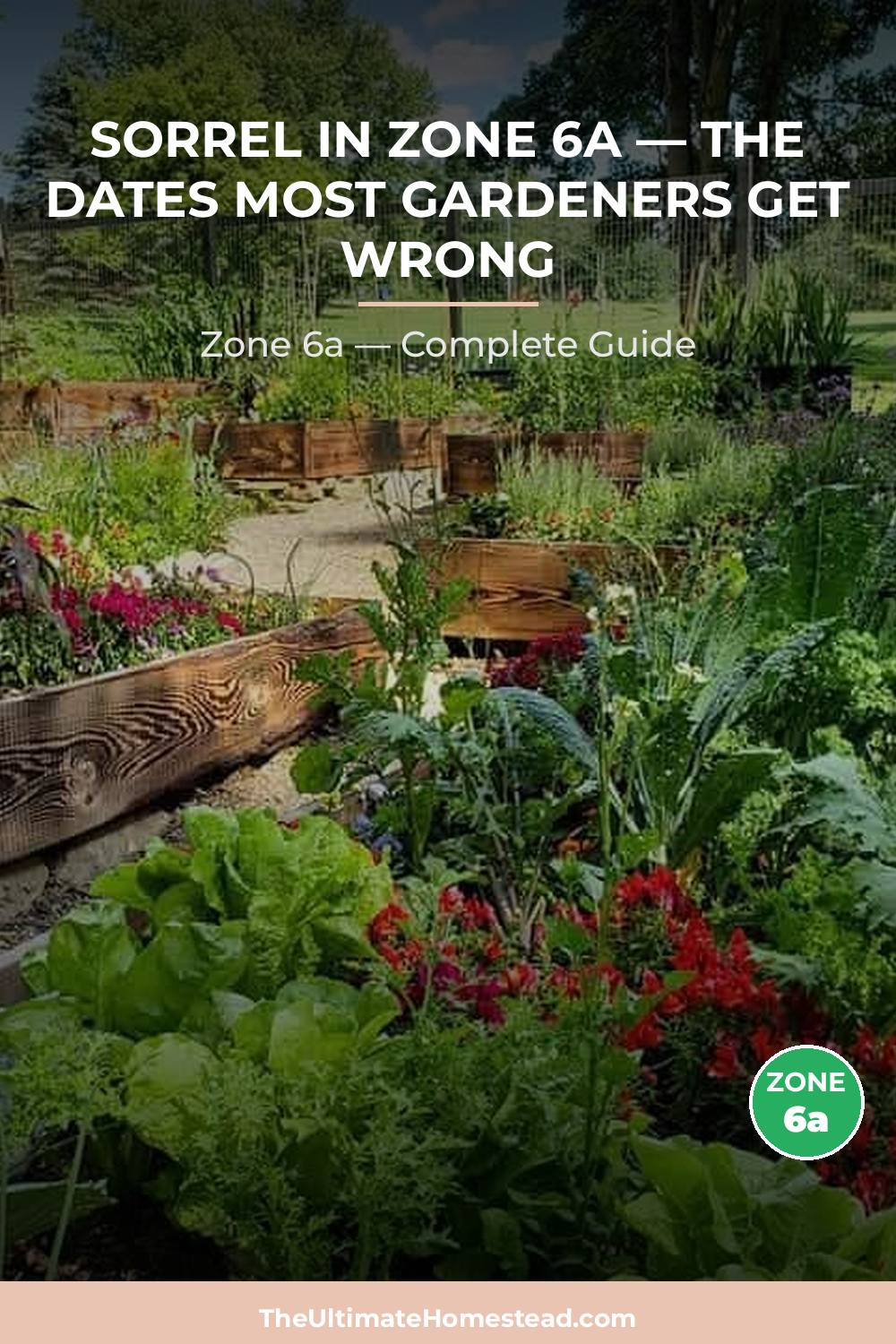 When to Plant Sorrel in Zone 6a
