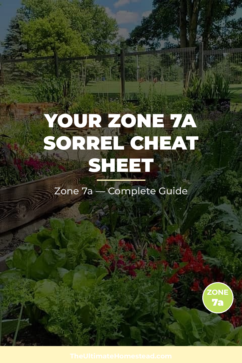 When to Plant Sorrel in Zone 7a