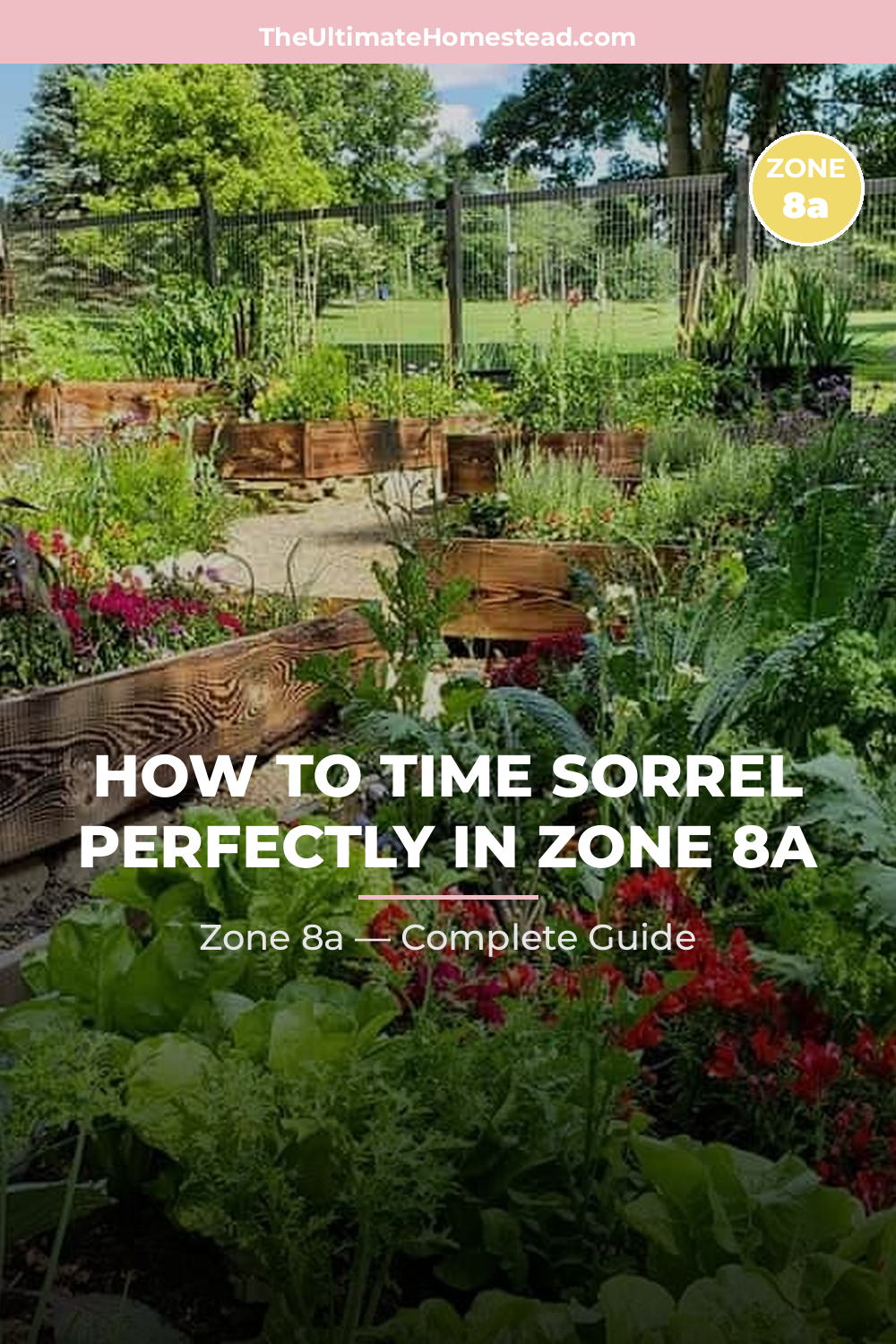 When to Plant Sorrel in Zone 8a