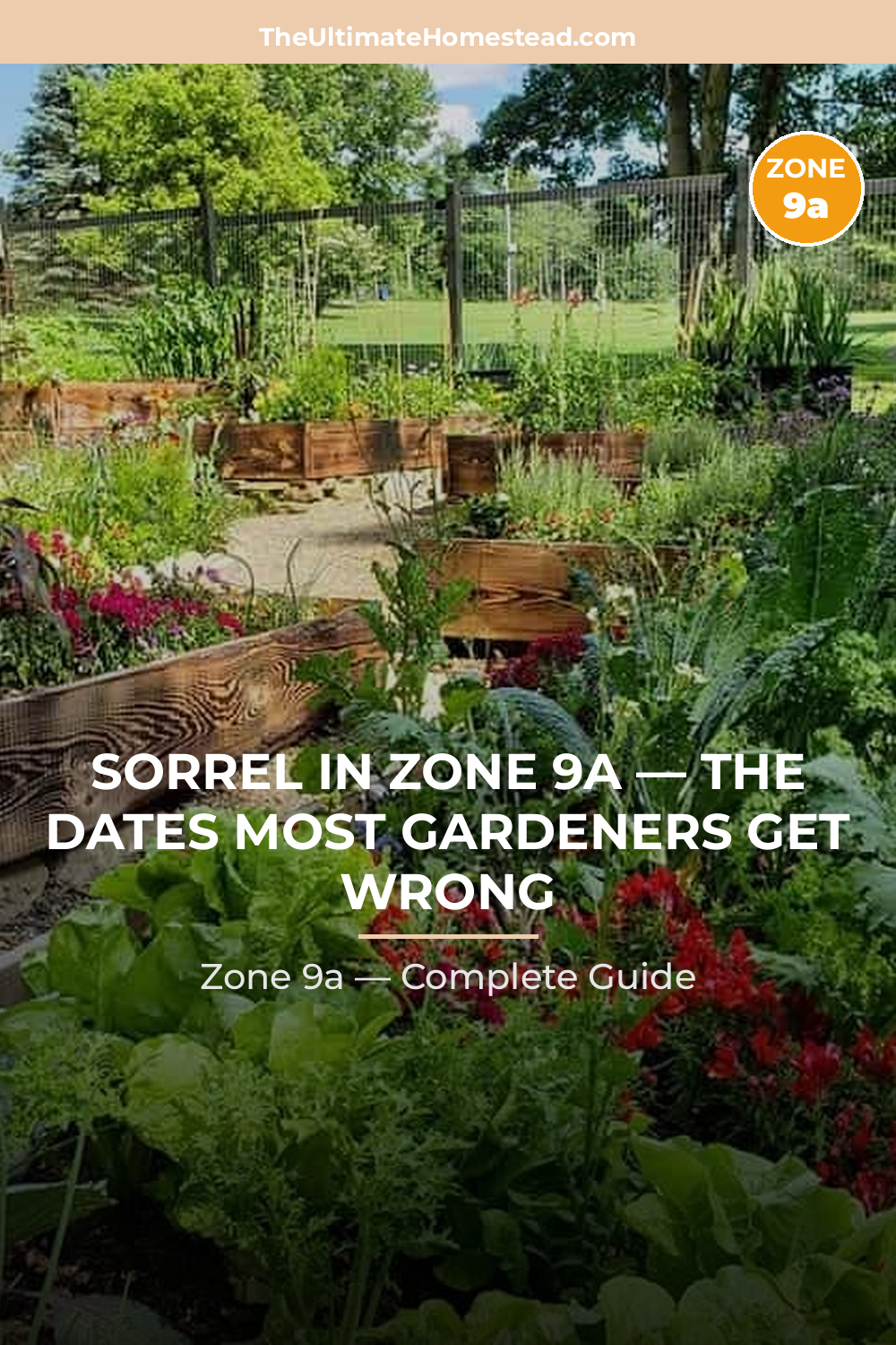 When to Plant Sorrel in Zone 9a