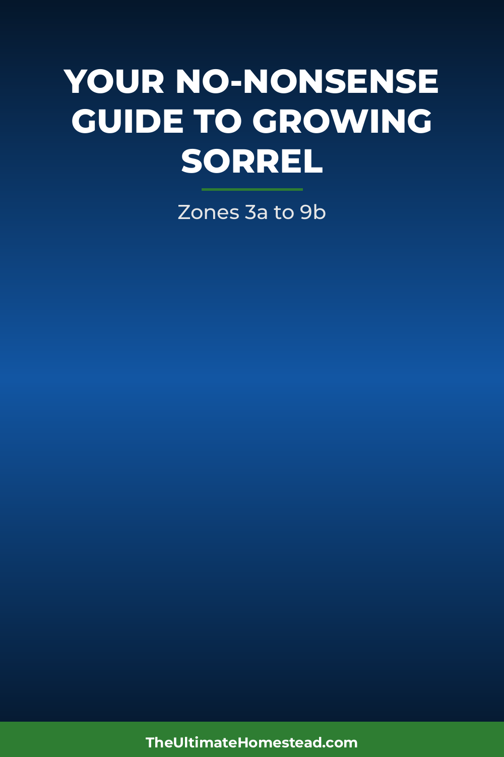 Sorrel Planting Guide
