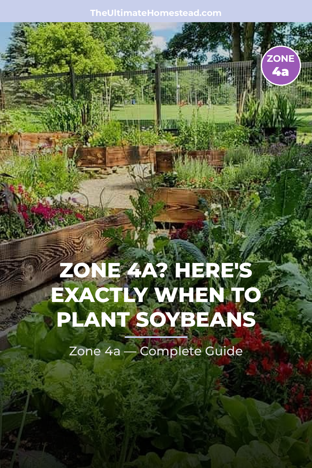 When to Plant Soybeans in Zone 4a