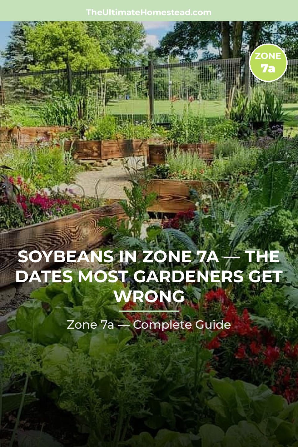 When to Plant Soybeans in Zone 7a
