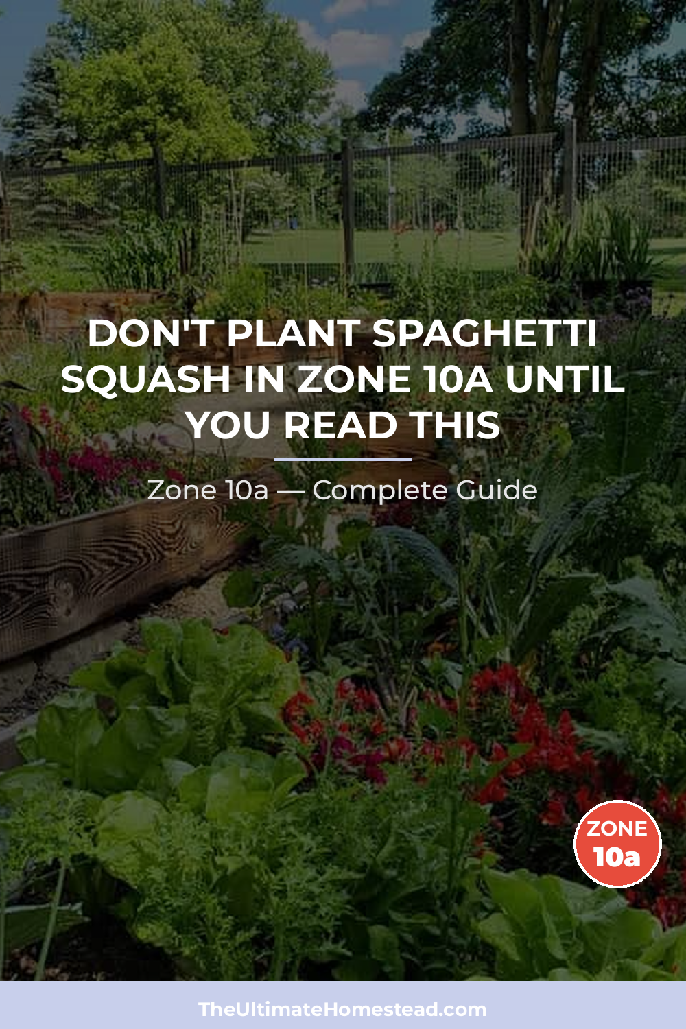 When to Plant Spaghetti Squash in Zone 10a