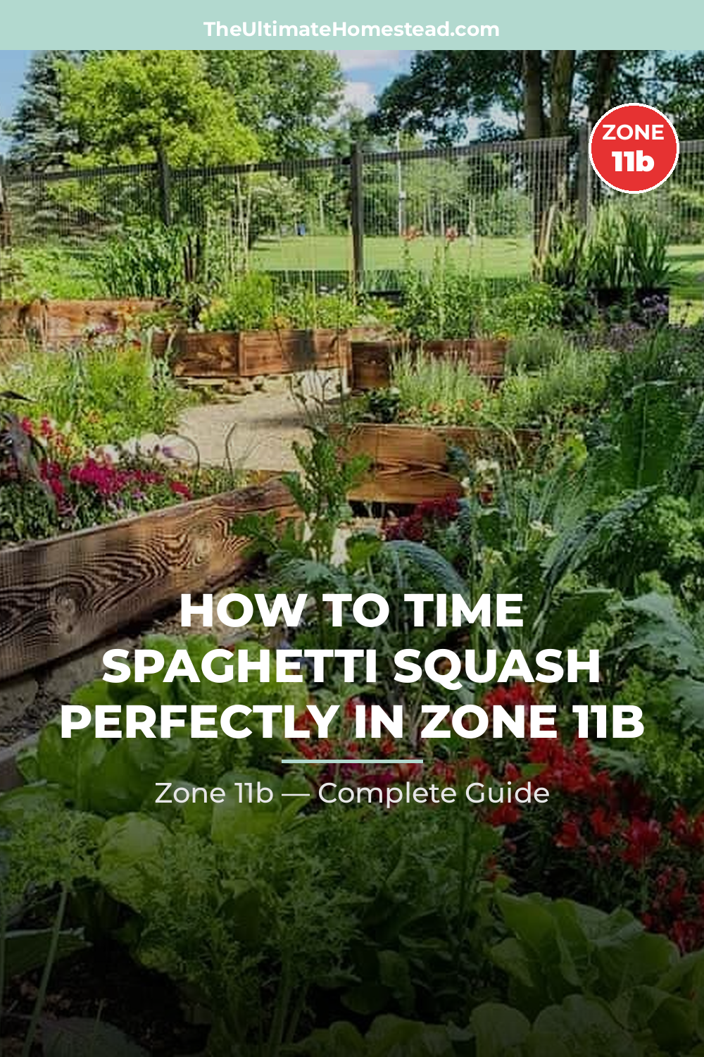 When to Plant Spaghetti Squash in Zone 11b