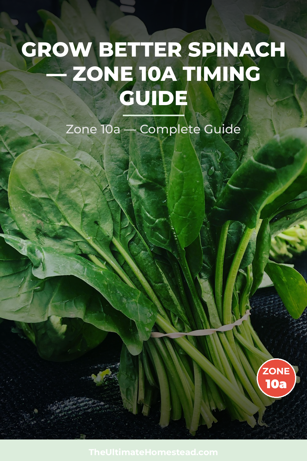 When to Plant Spinach in Zone 10a
