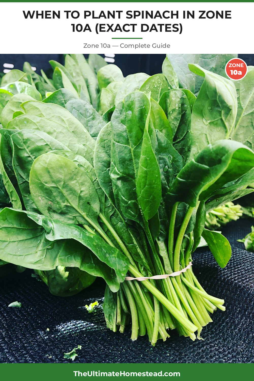 When to Plant Spinach in Zone 10a