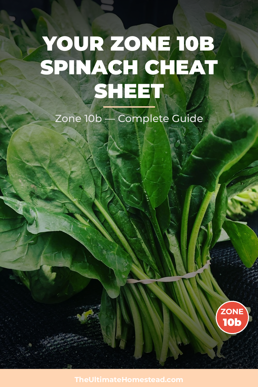 When to Plant Spinach in Zone 10b
