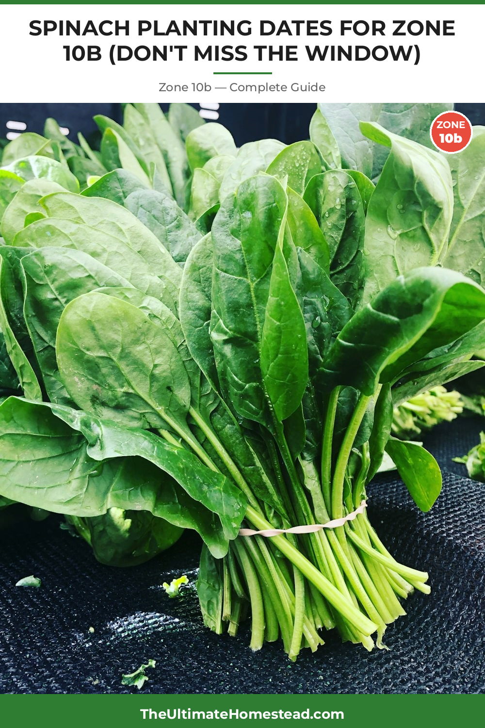 When to Plant Spinach in Zone 10b