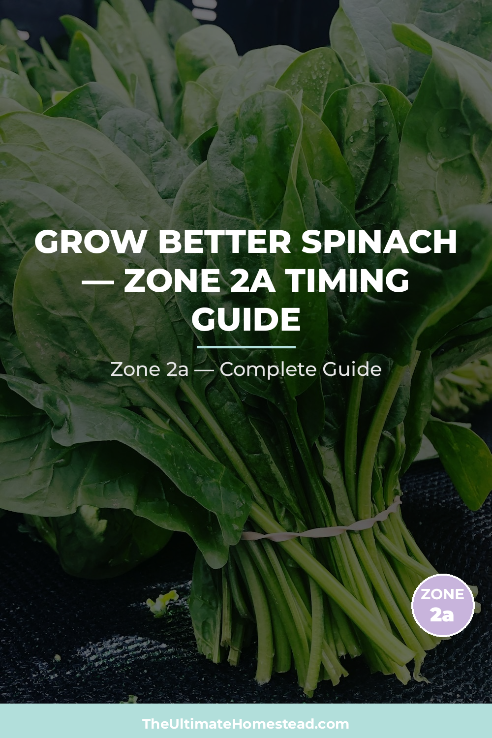 When to Plant Spinach in Zone 2a