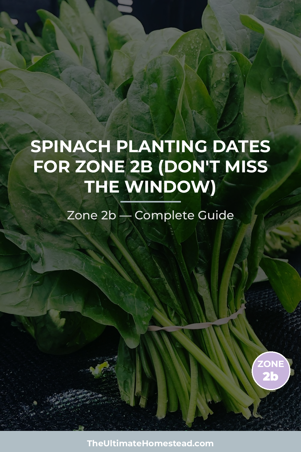 When to Plant Spinach in Zone 2b