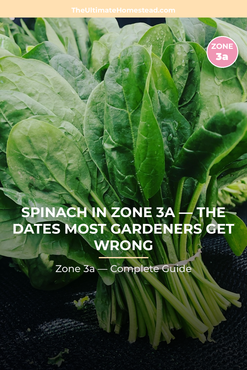 When to Plant Spinach in Zone 3a