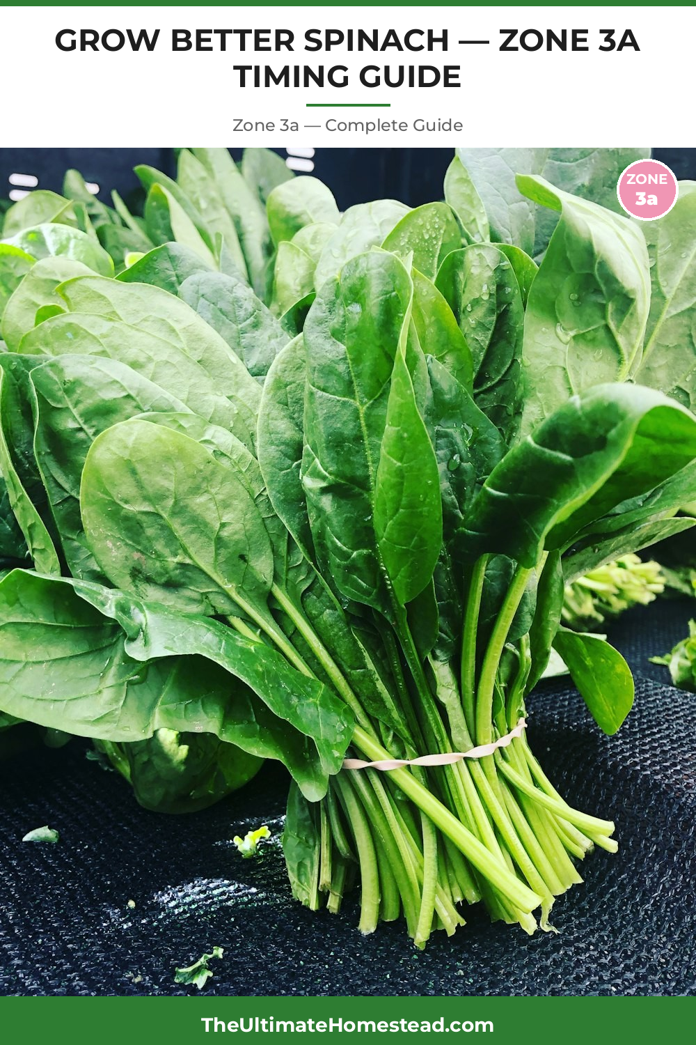 When to Plant Spinach in Zone 3a