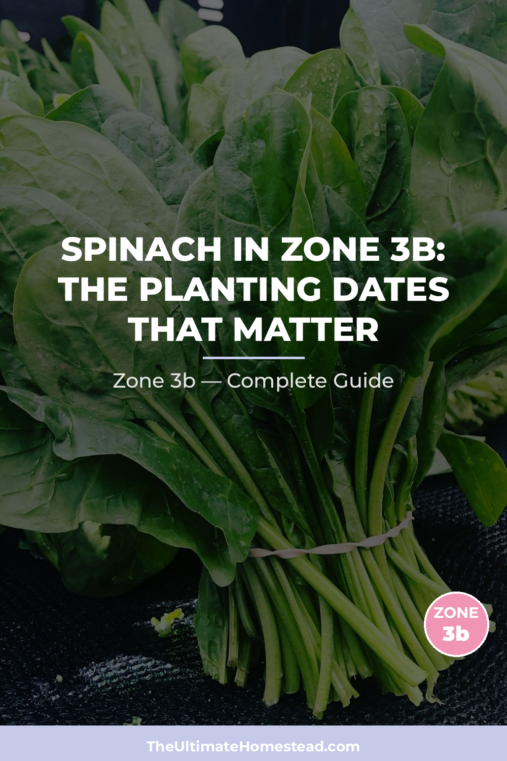 When to Plant Spinach in Zone 3b