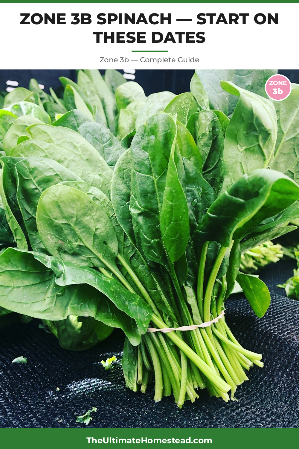 When to Plant Spinach in Zone 3b