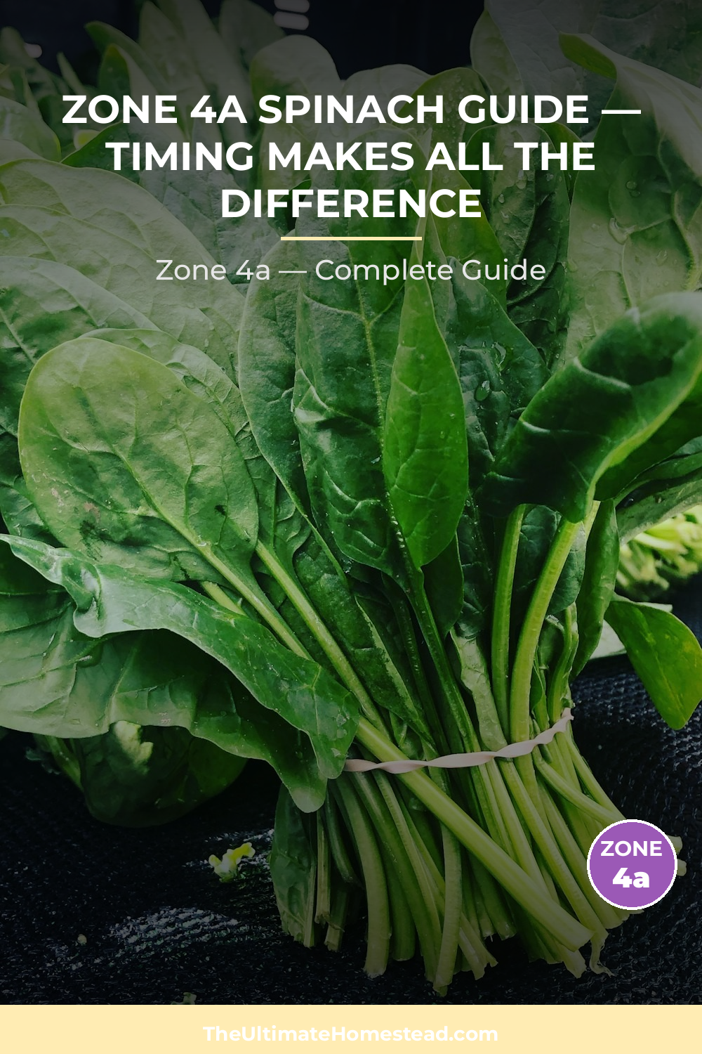 When to Plant Spinach in Zone 4a