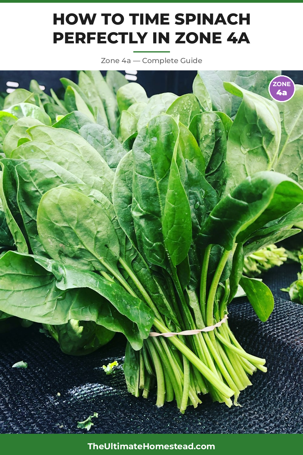 When to Plant Spinach in Zone 4a