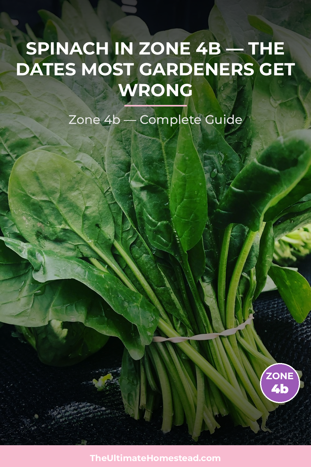 When to Plant Spinach in Zone 4b