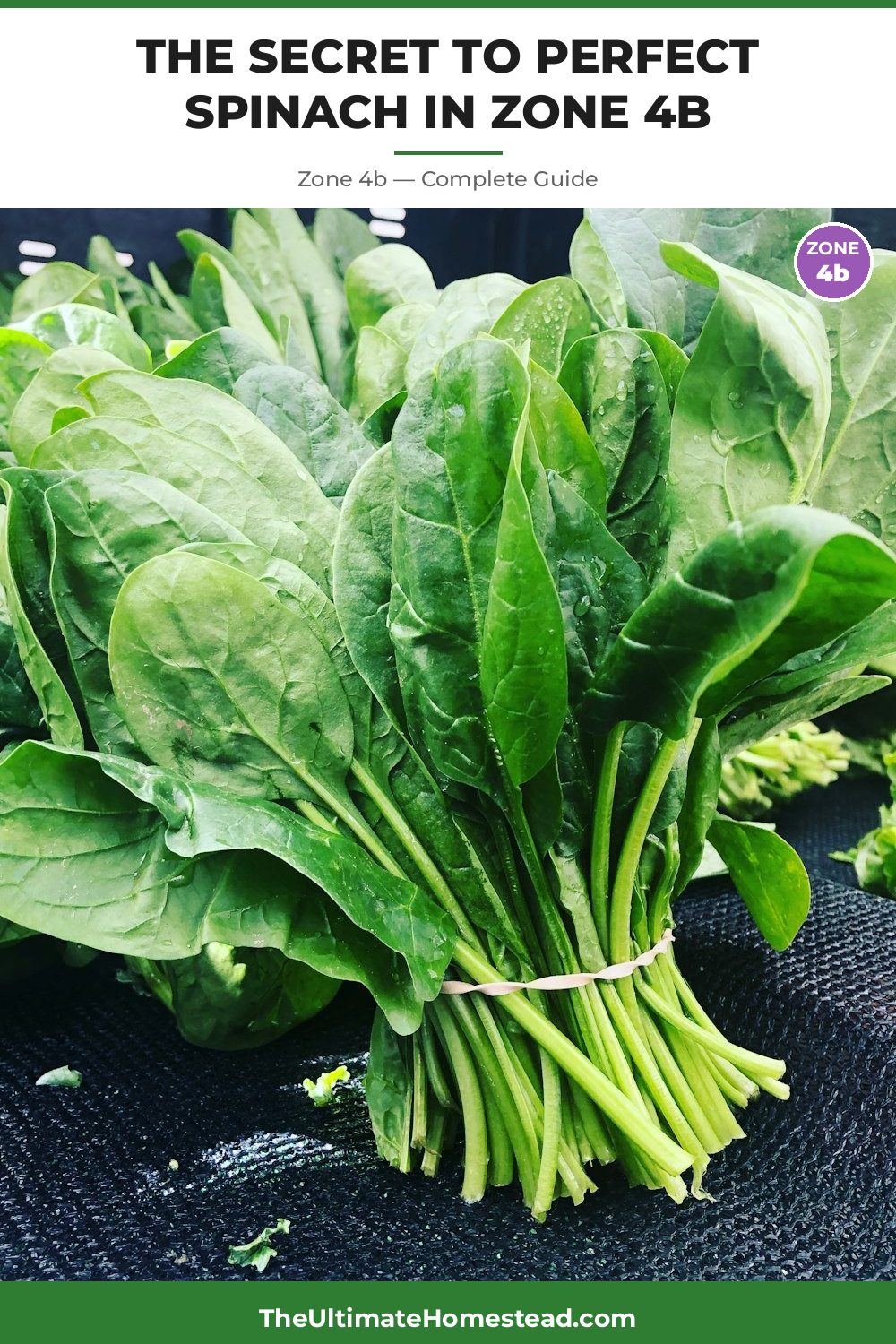 When to Plant Spinach in Zone 4b