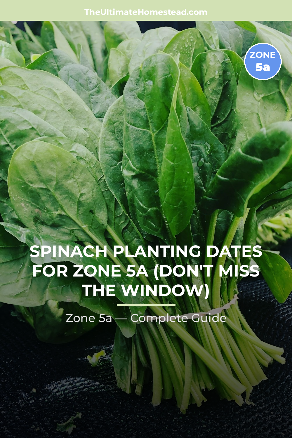 When to Plant Spinach in Zone 5a