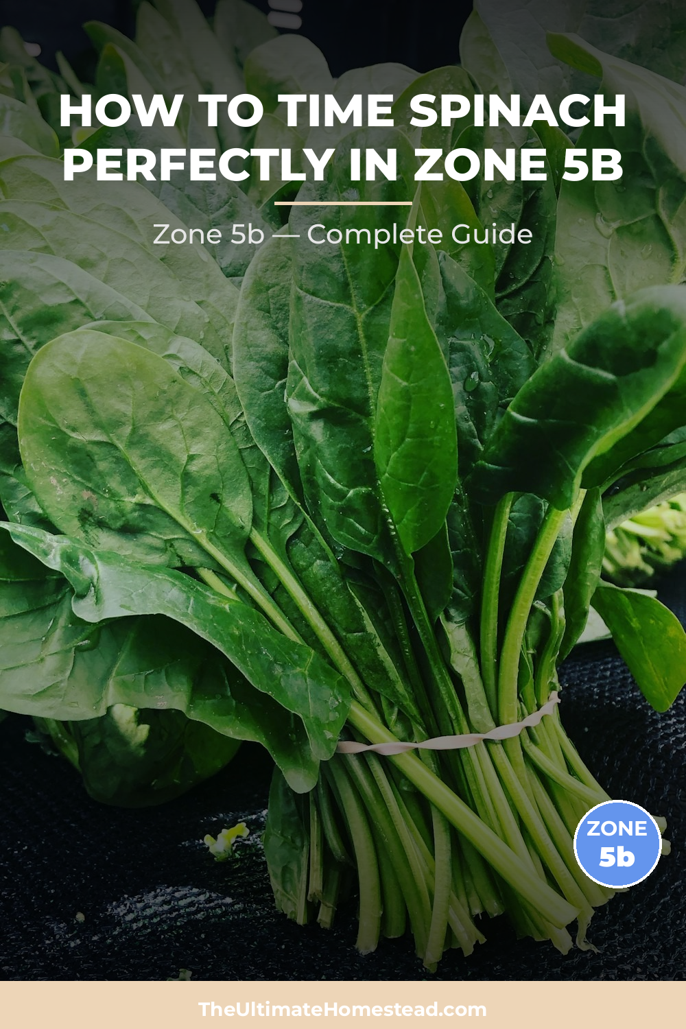 When to Plant Spinach in Zone 5b