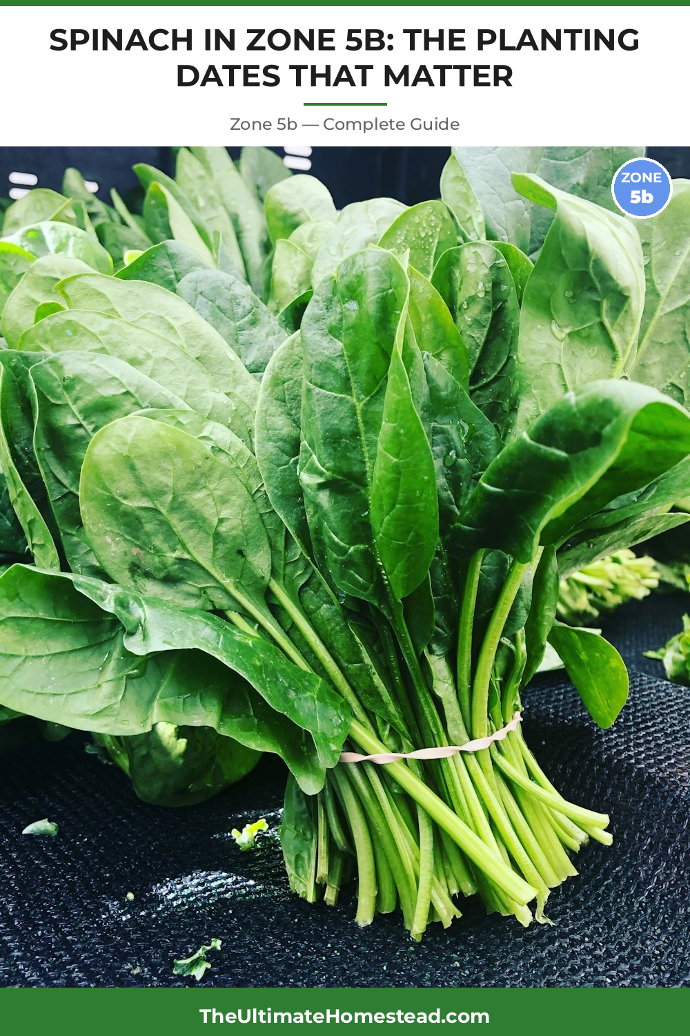 When to Plant Spinach in Zone 5b