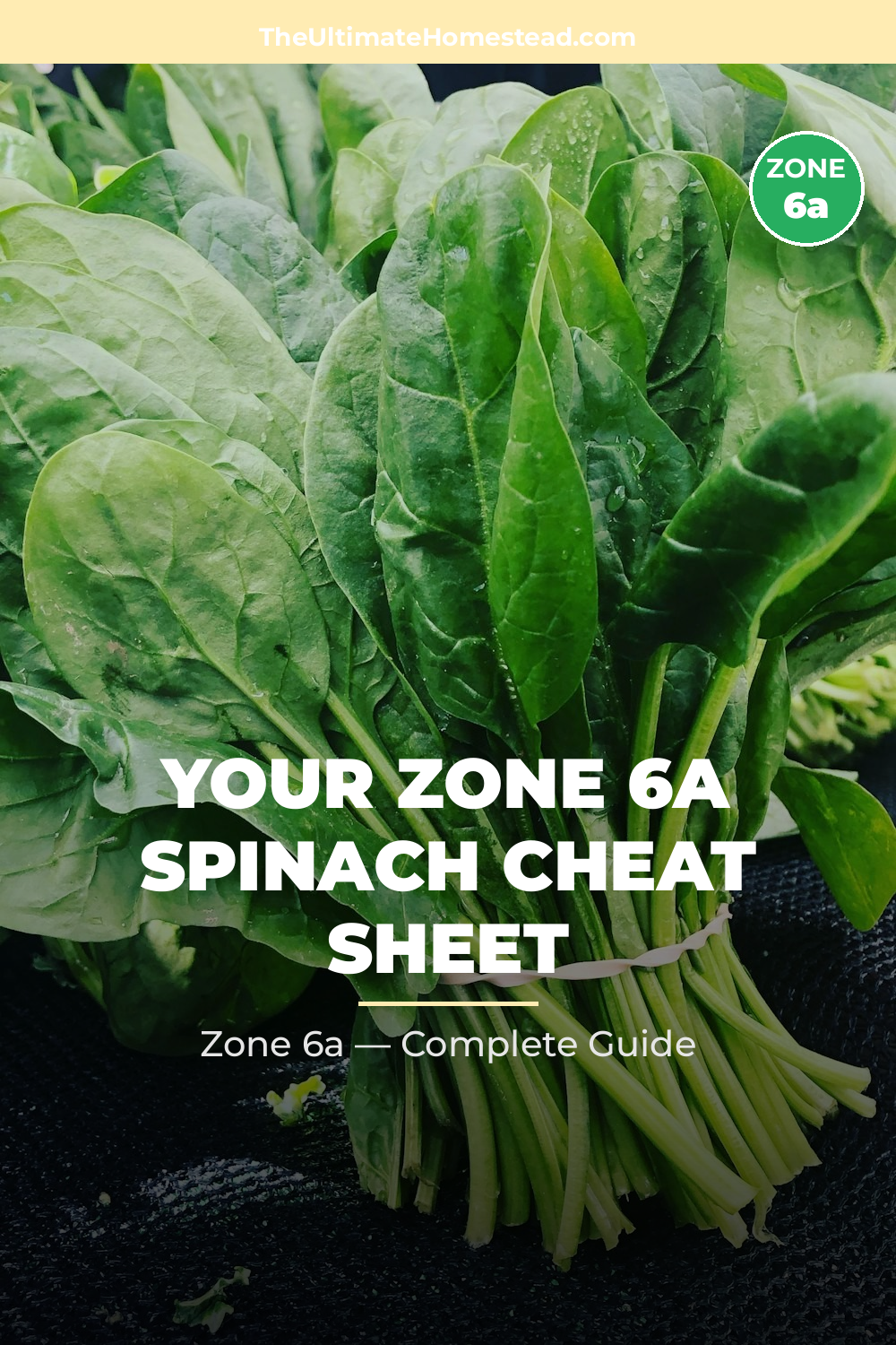 When to Plant Spinach in Zone 6a