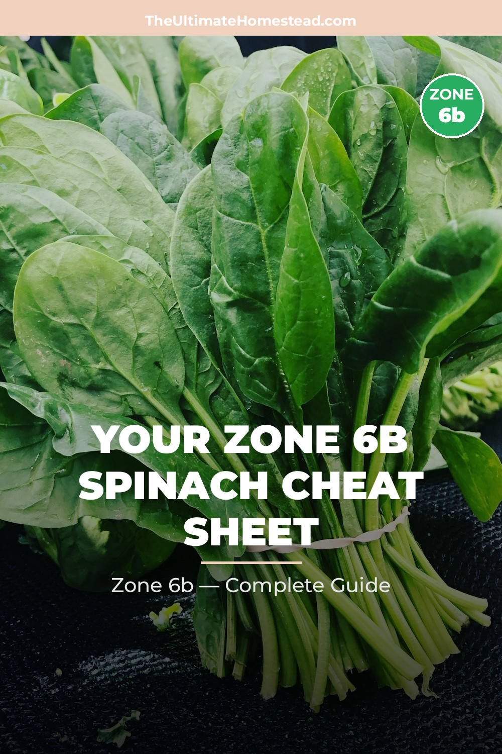 When to Plant Spinach in Zone 6b