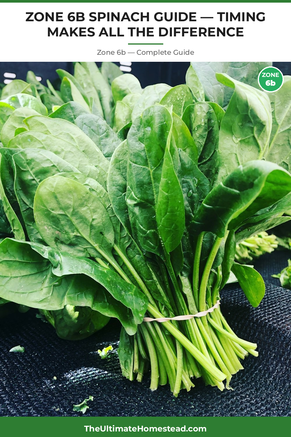 When to Plant Spinach in Zone 6b