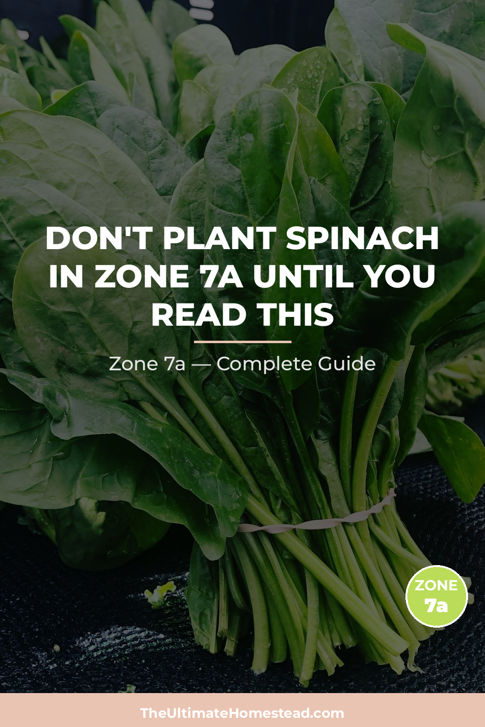 When to Plant Spinach in Zone 7a