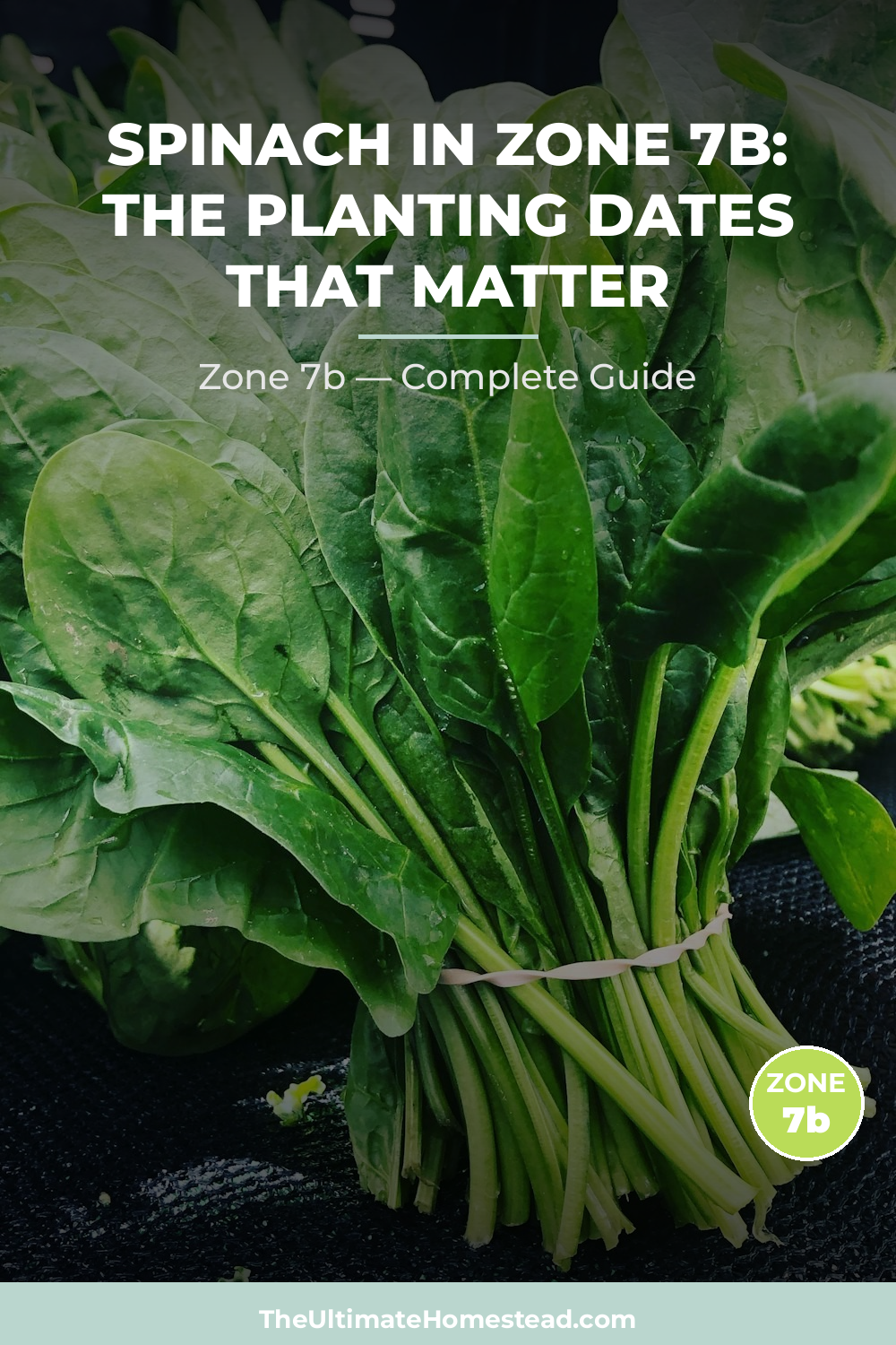 When to Plant Spinach in Zone 7b