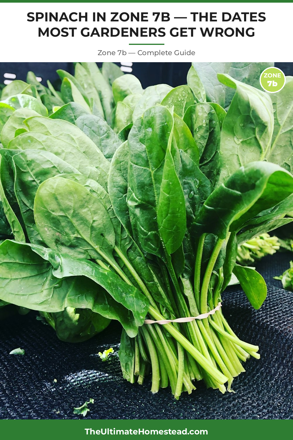 When to Plant Spinach in Zone 7b