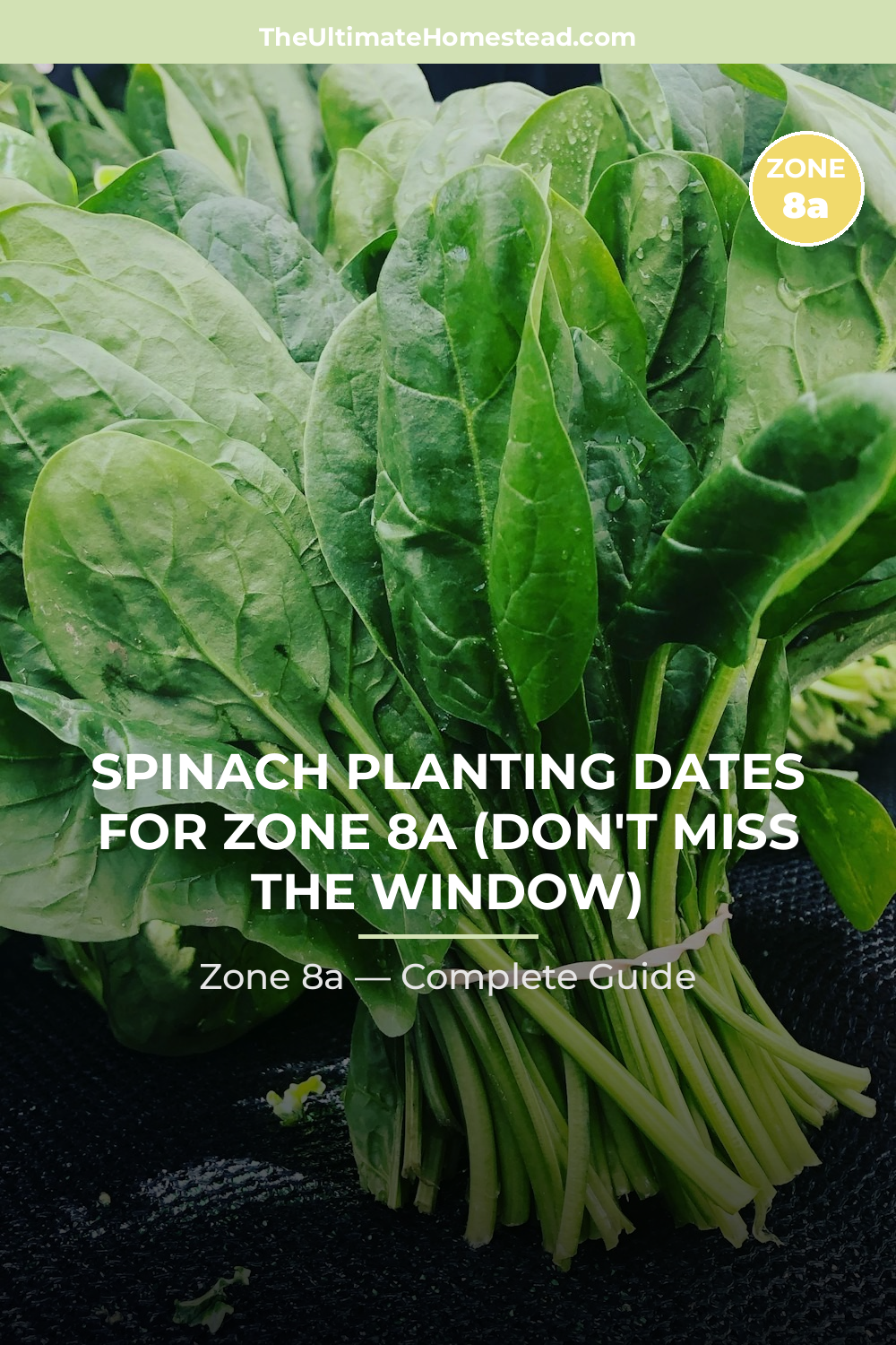 When to Plant Spinach in Zone 8a