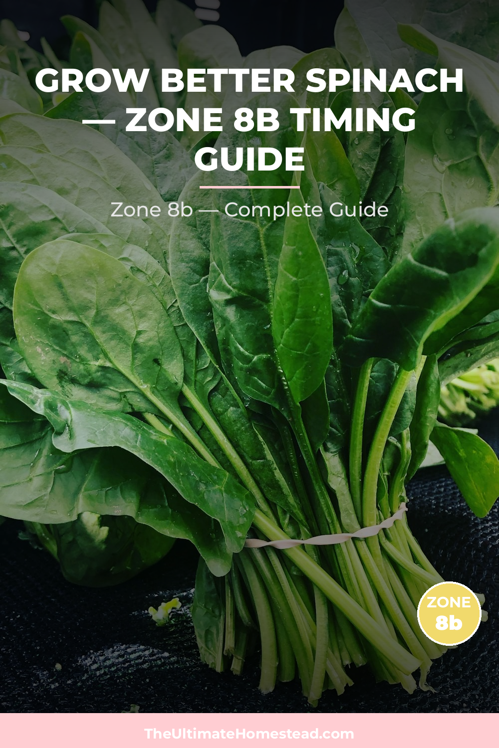When to Plant Spinach in Zone 8b